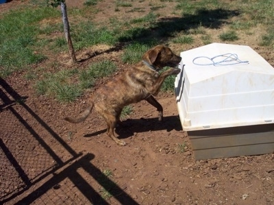 The right side of a brown Brindle Labrador mix is climbing onto a dog house.
