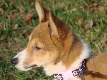 Close up head shot - The front left side of a perk eared, tan and white Sheltie Inu puppy that is standing in grass.