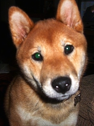 Close up - A red sesame Shiba Inu is standing next to a couch, it is looking forward and its head is tilted to the left. It has a thick coat, small perk ears, wide round eyes and a black nose.