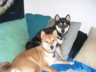 Two dogs with small perk ears and thick coats - A black with tan and white Shiba Inu is standing against pillows on the arms of a couch. There is a brown with white Shiba Inu laying in front of it.