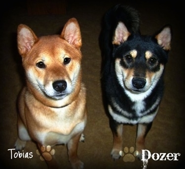 A red sesame Shiba Inu is sitting next to a black and tan Shiba Inu that is standing up. They both are looking up. The word - Tobias - is overlayed on top of the left most dog and on the other side the word - Dozer - is overlayed on top of the right most dog.
