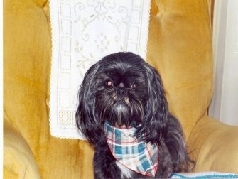 A longhaired black with white Shih-Tzu is wearing a plaid bandana, it is sitting in an arm chair and it is looking forward.
