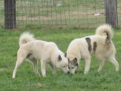 Two Siberian Laikas are sniffing the grass in front of them. They have tails that curl up over their backs.