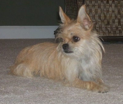Front side view - A tan with white Silkin is laying across a carpet and it is looking to the left. It has large pointy perk ears.