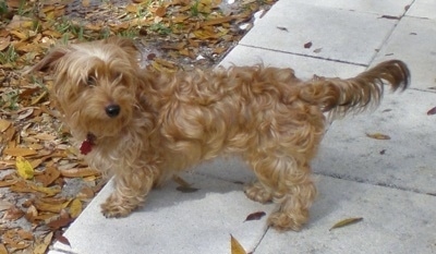 The left side of a wavy-coated tan Silkshund dog that is standing across a concrete walkway and it is looking to the right. There are fallen leaves on the ground in front of it. Its tail is level with its body. Its large ears are folded out to the sides.