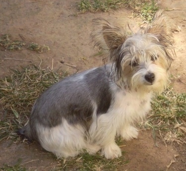 The right side of a white and grey Silky Jack puppy sitting across a patchy dirt and grass lawn looking up with its head slightly tilted to the right. It has short hair on its back and longer scruffy looking hair on its head.
