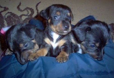 Three black with tan and white Silky-Pin puppies are lined up in a row sitting and laying on a blue blanket.