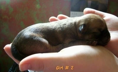 The right side of a newborn tan with black Silky Pug puppy that is sleeping across a persons hands and it is looking to the right. The words - Girl # 2 - is overlayed at the bottom middle of the image.