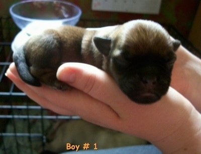 The right side of a newborn tan with black Silky Pug puppy that is laying in a persons hands and its head is over the edge of the hand. The words 'Boy #1' is overlayed in the image