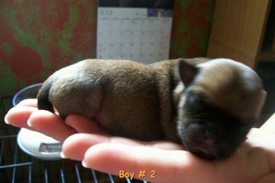 The right side of a newborn tan with black Silky Pug puppy that is sleeping in a persons hand. The puppys head is facing forward. The words - Boy # 2 0 is overlayed at the bottom middle of the image.
