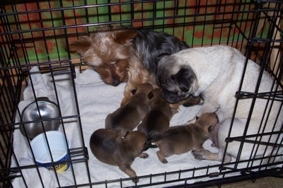 A brown with black Silky Terrier and a tan with black Pug are sitting on a blanket in a crate and laying in front of them is a litter of small Silky Pug puppies.