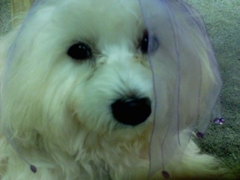 Close up head shot - A white Skypoo dog is laying on a carpet and its head is covered in purple lace frill.