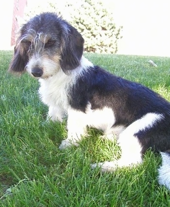 The left side of a low to the ground, short legged, long bodied, black and white Small Swiss Hound dog is sitting in grass looking down and to the left. It has longer wiry looking hair on its head and ends of the ears.