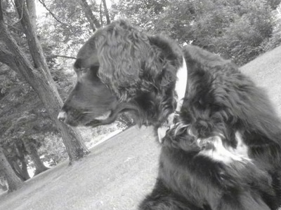 A black and white photo of a Spangold Retriever that is standing in a field and it is looking to the left. The view is from down low looking up at the dog. The dog has a long snout and longer wavy hair on its ears and chest.