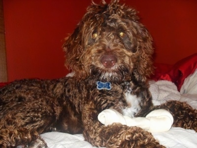 Close up side view - The right side of a shiny, thick, wavy coated, chocolate with white Springerdoodle that is laying across a bed. There is a bone in front of its paws.