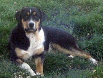 A large tricolor black with tan and white St. Weiler is laying outside across a grass surface and it is looking forward.