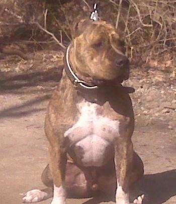 A brindle with white Staffordshire Terrier is sitting in a driveway, it is wearing a thickleather collar and it is looking to the right.