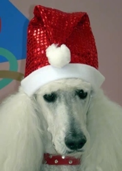 Close up head shot - A white Standard Poodle dog is sitting down looking forward and it is wearing a Christmas Sanda hat. It has thick long hair on its ears.