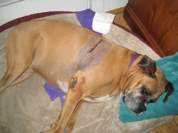 Allie the Boxer is sleeping in a dog bed bandage free with her stitches exposed