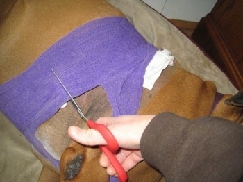 A Person is cutting the purple wrap off of Allie the Boxer with scissors