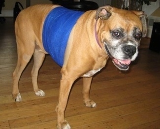 Allie the Boxer standing in a living room on a hardwood floor with blue wrap wrapped around the waist of her body