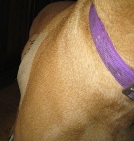 Side view of Allie the Boxer with the skin swollen and puffed out enough that it hides her stitches