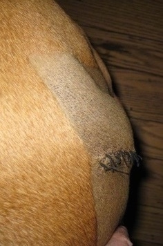 Close Up top view of Allie's stitches all swollen out