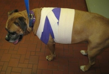 Allie the Boxer standing in the vet's office wrapped in purple and white bandages around her waist