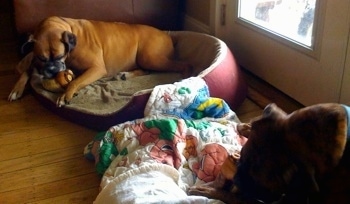 Allie and Bruno the Boxer in there respective dog beds chewing on hoofs