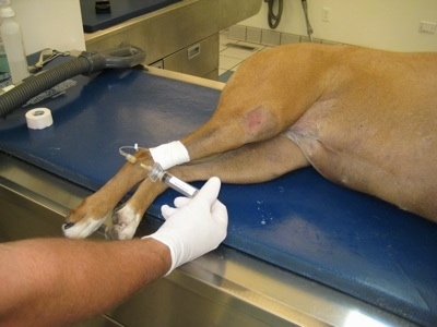 The back end of Allie the Boxer laying on a blue vet's table with a hand wearing a white latex glove holding a syringe connected to a tube which is inserted into Allie's back leg