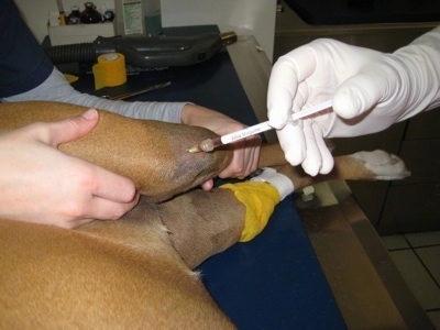 A hand with a white latex glove on putting a needle into Allie's left knee as a second set of hands holds the leg steady