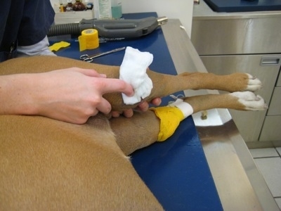 Pressure is being applied to Allie the Boxers left knee by a person holding a white gauze pad