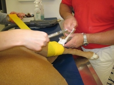 Allie the Boxers left knee is wrapped in a yellow bandage as a vet prepares the area and a get tech is handing the vet a needle