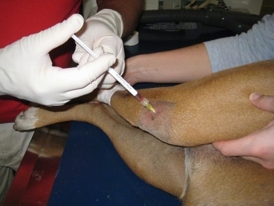 A vets hands wearing latex gloves pushing a needle into Allie the Boxer's right knee as a vet tech holds her leg steady
