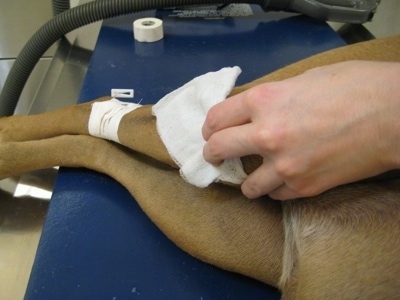 A person is applying pressure with a white gauze pad to Allie the Boxers right knee while Allie lays on a vet table