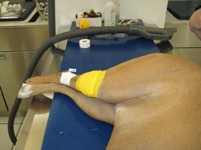 Allie the Boxers right knee is wrapped in a yellow bandage as she lays on a vet table