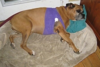 Allie the Boxer with a purple bandage wrapped around the front of her legs and upper chest area is sleeping on a bed with her head on a green towel