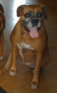Allie the Boxer sitting on a hardwood floor, next to Bruno the Boxer. Allie the Boxer has her mouth open and tongue out