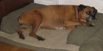 Allie the Boxer is laying down in a green and tan dog bed