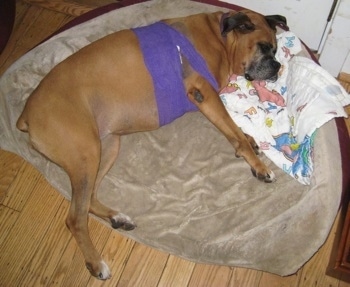 Allie the Boxer is sleeping on a dog bed with her head on a Barney the Purple Dinosaur blanket and purple bandage wrap around the front of her legs and upper chest area