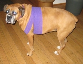 Allie the Boxer is standing on a hardwood floor and looking towards the camera holder with purple wrap around the front of her legs and upper chest area