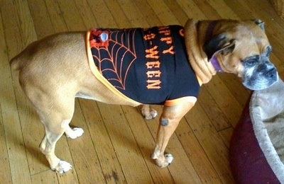 Allie the Boxer is standing in a living room wearing a halloween t-shirt and looking out of a window