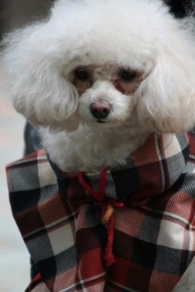 Close up - A soft white Teacup Poodle dog wearing a shirt and it is looking forward. The dog has a brown nose.
