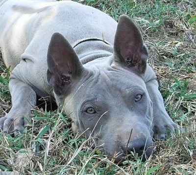 Close up front view - A gray Thai Ridgeback dog is laying down in grass and it is looking forward. It has large perk ears, gray eyes, a big black noes and a short coat with extra skin.