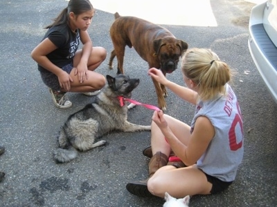 A blonde-haired girl is sitting on a blacktop surface and in front of her is a black, grey and white Norwegian Elkhound dog that is laying and looking at her hand. Walking towards her is a brindle Boxer. Across from them is a brown haired girl kneeling on the blacktop surface.