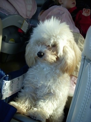 The front left side of a fluffy little white with tan Toy Poodle that is standing up against the door inside of a car. It has a black nose.