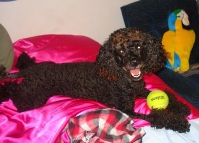 The right side of a fluffy, curly coated, black with brown Toy Poodle dog laying across a bed that has hot pink blankets on it with a tennis ball in its front paws looking forward with its head slightly tilted to the left and it looks like it is smiling.