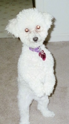 A white Toy Poodle dog standing on its hind legs with its front paws hanging down in front of it on top of a tan carpet and it is looking forward. The dog has a purple collar and a black nose with round eyes that are glowing yellow.