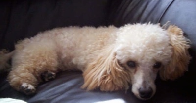 Close up - A small tan Toy Poodle dog laying down across a couch and it is looking forward.