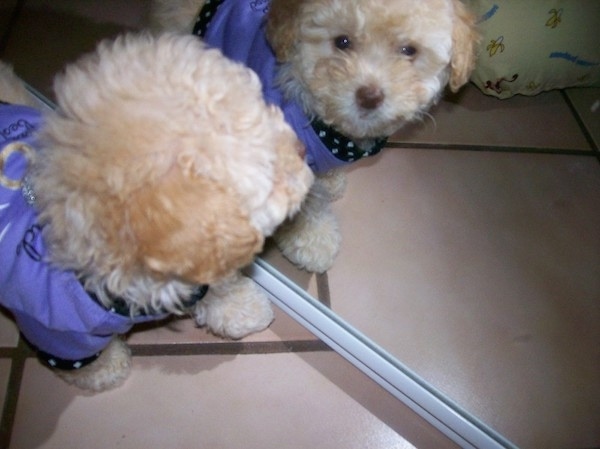 Top down view of a Toy Poodle puppy wearing a purple shirt looking at itself in a mirror. The little dog has a black nose, a wavy thick coat and round black eyes.